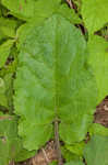 Lesser burdock